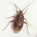 Lygus ceanothi