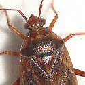 Lygus ceanothi - photo 2