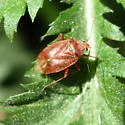 Lygus convexicollis