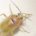 Pale Legume Bug