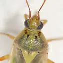 Pale Legume Bug - photo 2