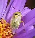 Pale Legume Bug - photo 3