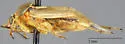 Pale Legume Bug - photo 4