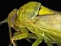 Pale Legume Bug - photo 5