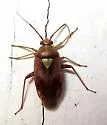 Western Tarnished Plant Bug - Lygus hesperus