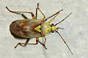 Western Tarnished Plant Bug - photo 2