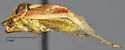 Western Tarnished Plant Bug - photo 3