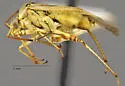 Western Tarnished Plant Bug - photo 4