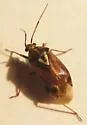 Western Tarnished Plant Bug - photo 5