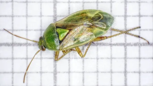Lygus maritimus - Lygus maritimus