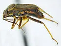 Lygus mexicanus - photo 2