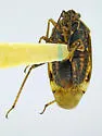 Lygus mexicanus - photo 3