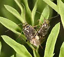 Lygus plagiatus - Lygus plagiatus