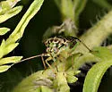 Lygus plagiatus - photo 2
