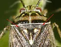 Lygus plagiatus - photo 3
