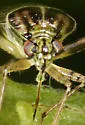 Lygus plagiatus - photo 4