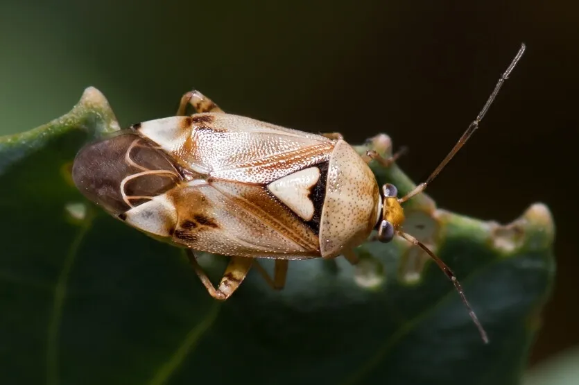 Lygus pratensis - photo 3