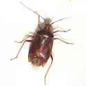 Lygus punctatus