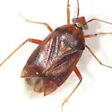 Lygus punctatus - photo 2