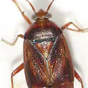 Lygus punctatus - photo 3