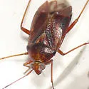 Lygus punctatus - photo 4