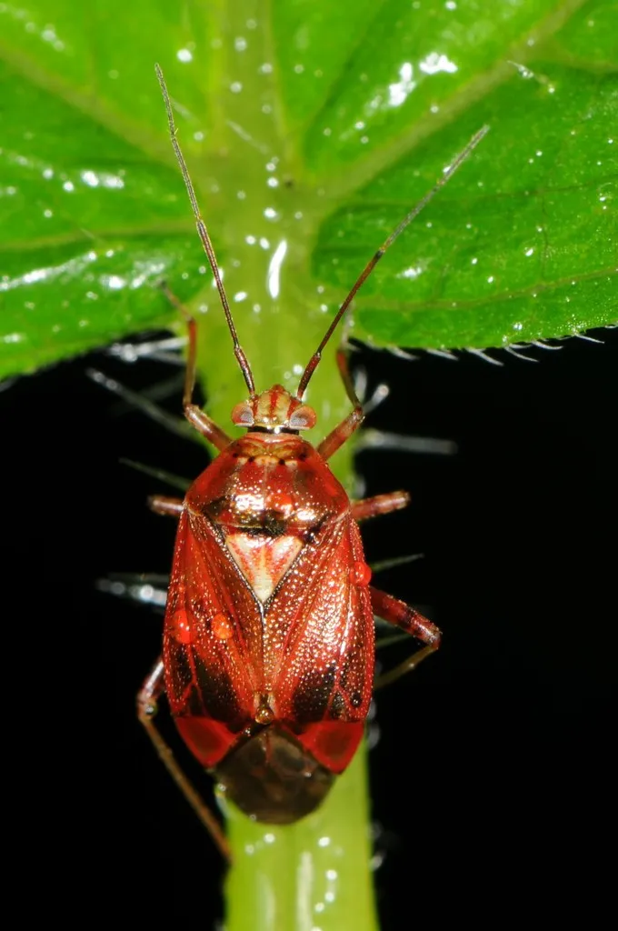Lygus rubroclarus - photo 2