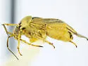 Lygus striatus - photo 2