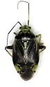 Lygus unctuosus - Lygus unctuosus