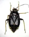 Lygus unctuosus - photo 2