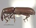 Lymantes nadineae