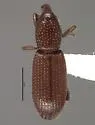 Lymantes nadineae - photo 2