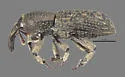 Lymantes repens