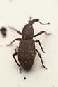 Lymantes repens - photo 4
