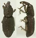 Lymantes scrobicollis