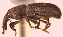 Lymantes scrobicollis - photo 3
