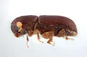 Lymantor decipiens - photo 3