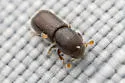 Lymantor decipiens - photo 4
