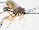 Lymeon cinctiventris