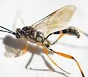Lymeon cinctiventris - photo 4