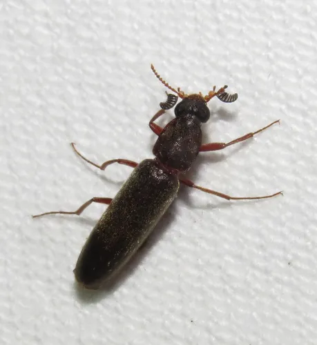 Ship-timber Beetles - photo 2