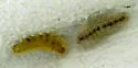 Edwards' Wasp Moth - Hodges#8270 - Lymire edwardsii