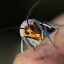 Edwards' Wasp Moth - Hodges#8270 - photo 2