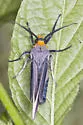 Edwards' Wasp Moth - Hodges#8270 - photo 4