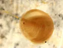 Holarctic Clam Shrimp