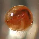 Holarctic Clam Shrimp - photo 2