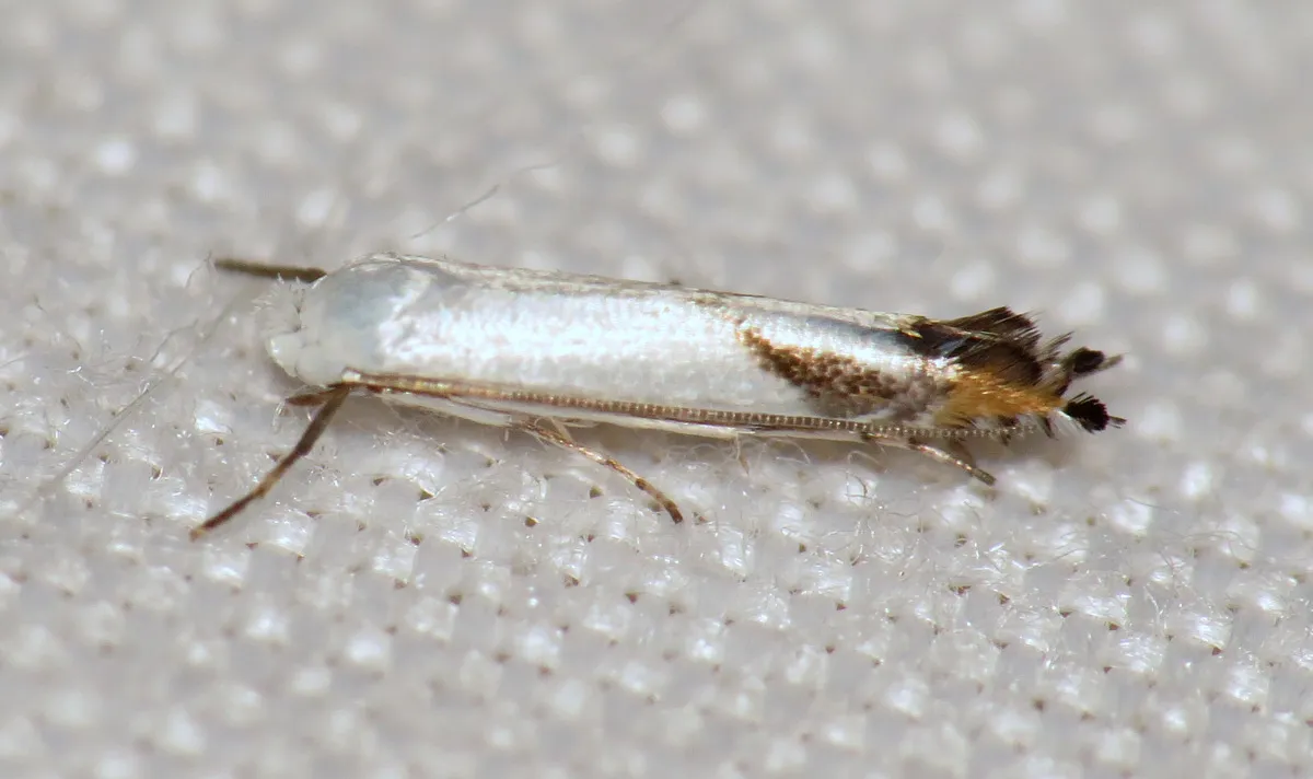 Lyonetia latistrigella - Hodges#0470