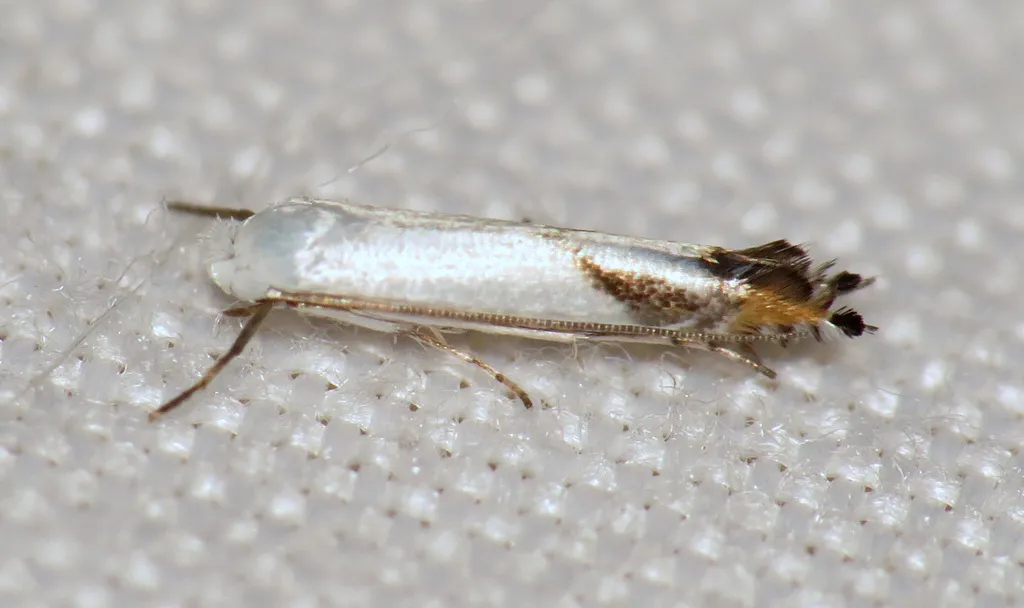 Lyonetia latistrigella - Hodges#0470 - photo 2