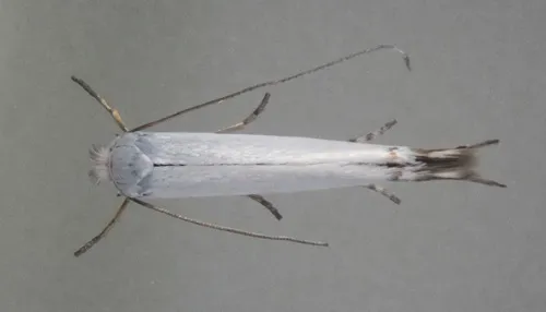 Lyonetia ledi