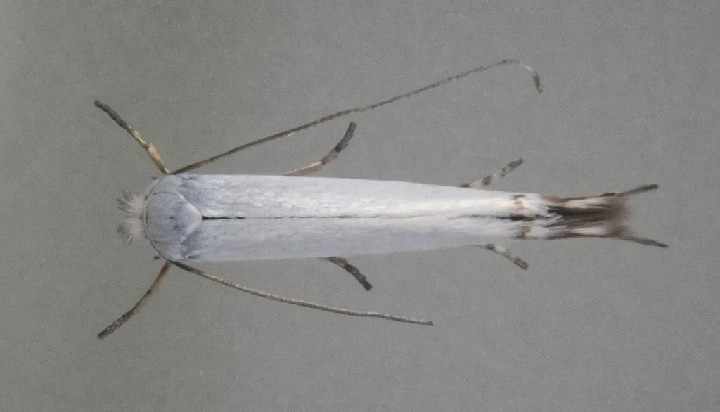 Lyonetia ledi - photo 2