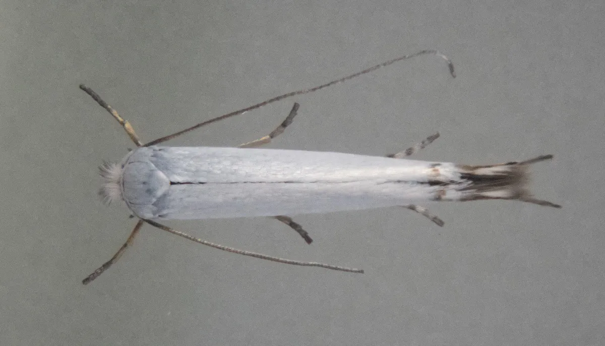 Lyonetia ledi - photo 3